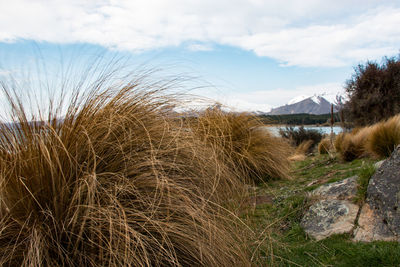 Marram grass on lake shore against sky