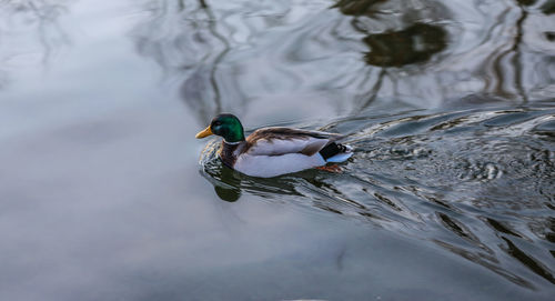 High angle view of duck swimming in lake