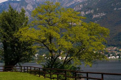 View of trees in park