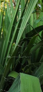 Full frame shot of fresh green plant