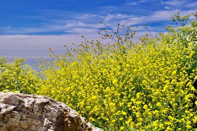 Scenic view of yellow flowering plants against sky