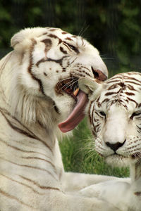 White tigers relaxing on land