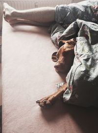 Close-up of dog relaxing on bed at home