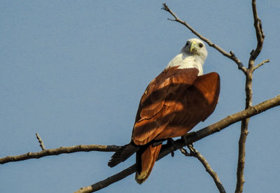 Low angle view of bird perching on tree against sky