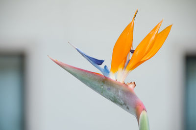 Close-up of yellow flower