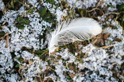 Close-up of feather on rock