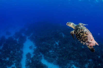 Turtle swimming away from camera