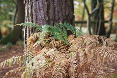 Close-up of moss on tree trunk