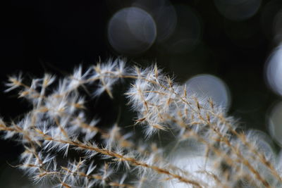 Close-up of dry plant