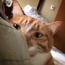 Close-up portrait of cat at home