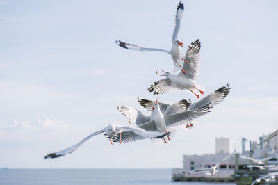 Low angle view of seagulls flying over sea against sky