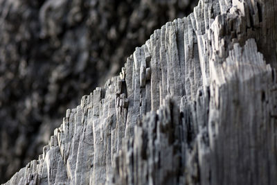 Close-up of log on tree trunk