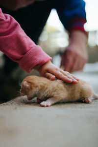 Hands of little girl cudding her cat.