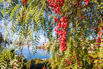 Low angle view of fruits growing on tree