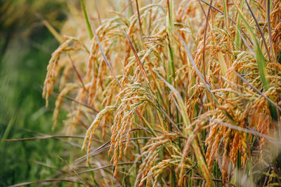 Close-up of wheat growing on field