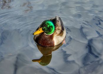 High angle view of duck swimming in lake