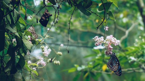 Close-up of butterfly pollinating on flower