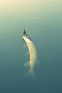 Close-up catch in water