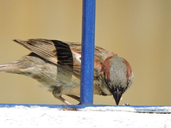 Close-up of bird perching on feeder