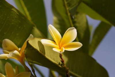 Close-up of frangipani on plant