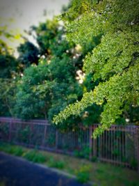 View of trees in row