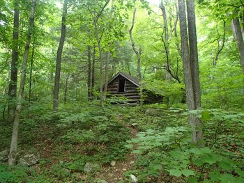 Trees growing in forest