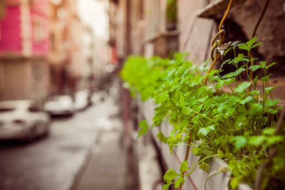 Close-up of plant by street in city