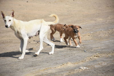 Horses standing in a field