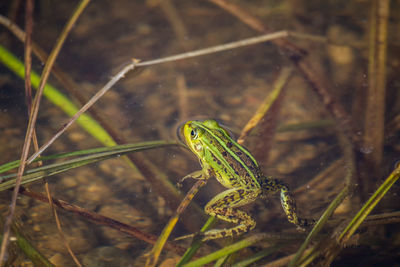 A beautiful common green water frog enjoying sunbathing in a natural habitat at the forest pond. 