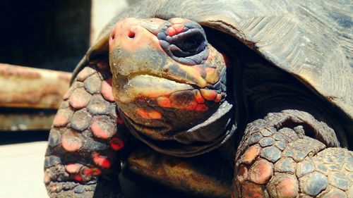 Giant tortoise walking on field