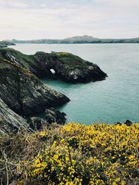 High angle view of yellow flowers by sea against sky