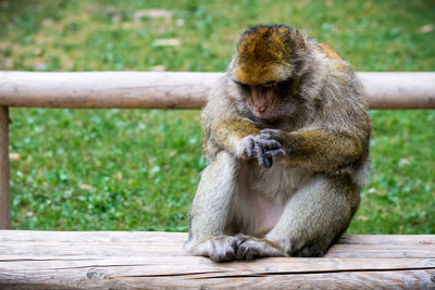Monkey sitting on wooden bench