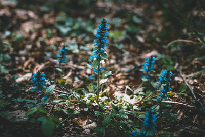 Close-up of blue flowering plants on field