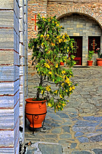 Potted plant outside building against church