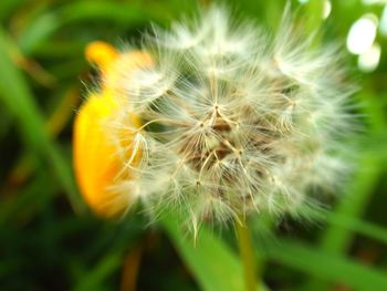 Close-up of dandelion