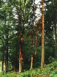 Trees in forest