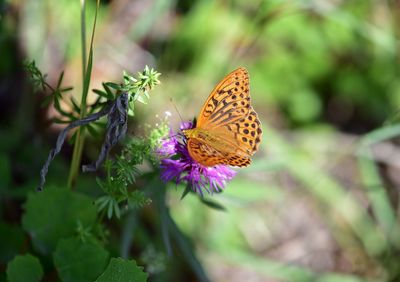 Close-up of butterfly on purple flower