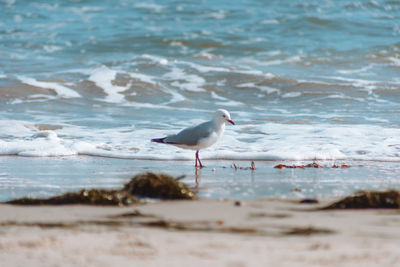 Seagull at beach