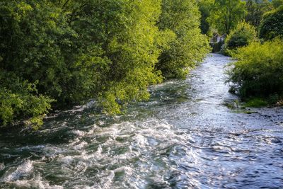 Stream flowing through a forest
