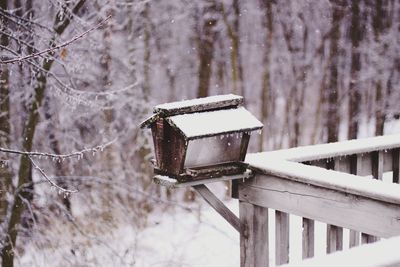 Close-up of snow on tree