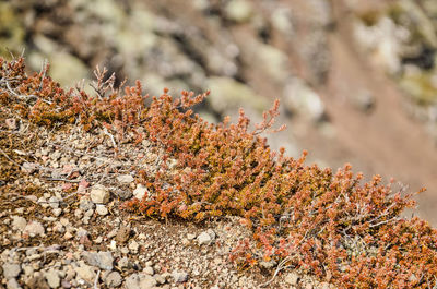 Icelandic  vegetation on rocky ground