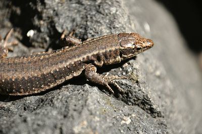 Macro shot of lizard on rock