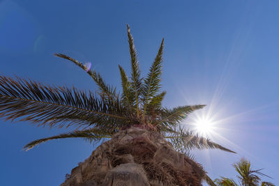 Low angle view of palm tree against blue sky