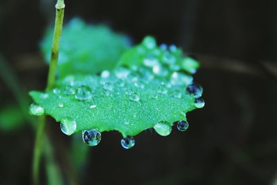 Close-up of water drops on flower