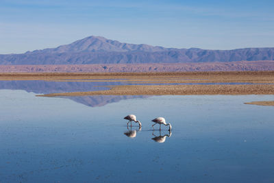 Flamingoes foraging in lake against mountains