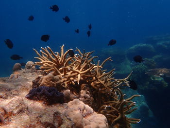 sea