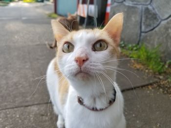 Close-up portrait of cat by wall outdoors