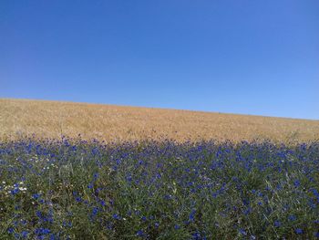 Scenic view of field against clear blue sky