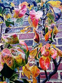 Full frame shot of leaves