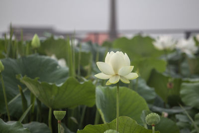 White lotus water lilies blooming outdoors